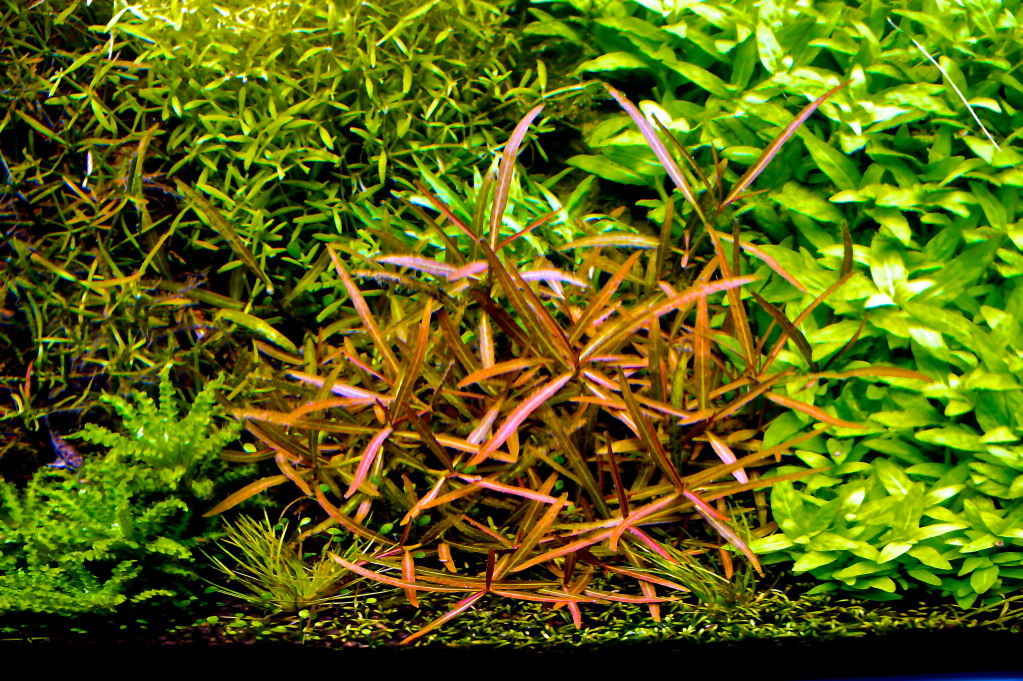 Hortilab Hygrophila Araguaia invitro - E-SHOP Rostlinna