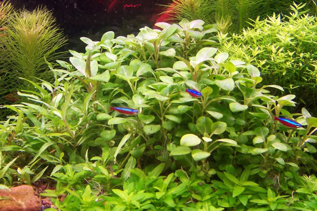 Songrow Lobelia cardinalis mini - E-SHOP Rostlinna-akvaria.cz