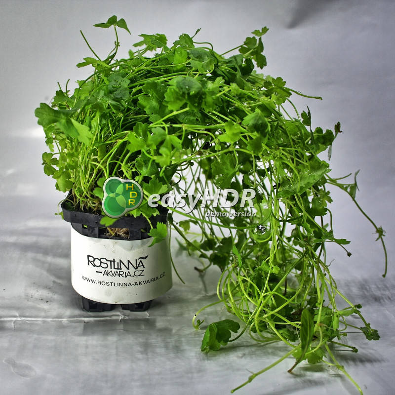 Songrow Hydrocotyle tripartita (sp. Japan) - E-SHOP