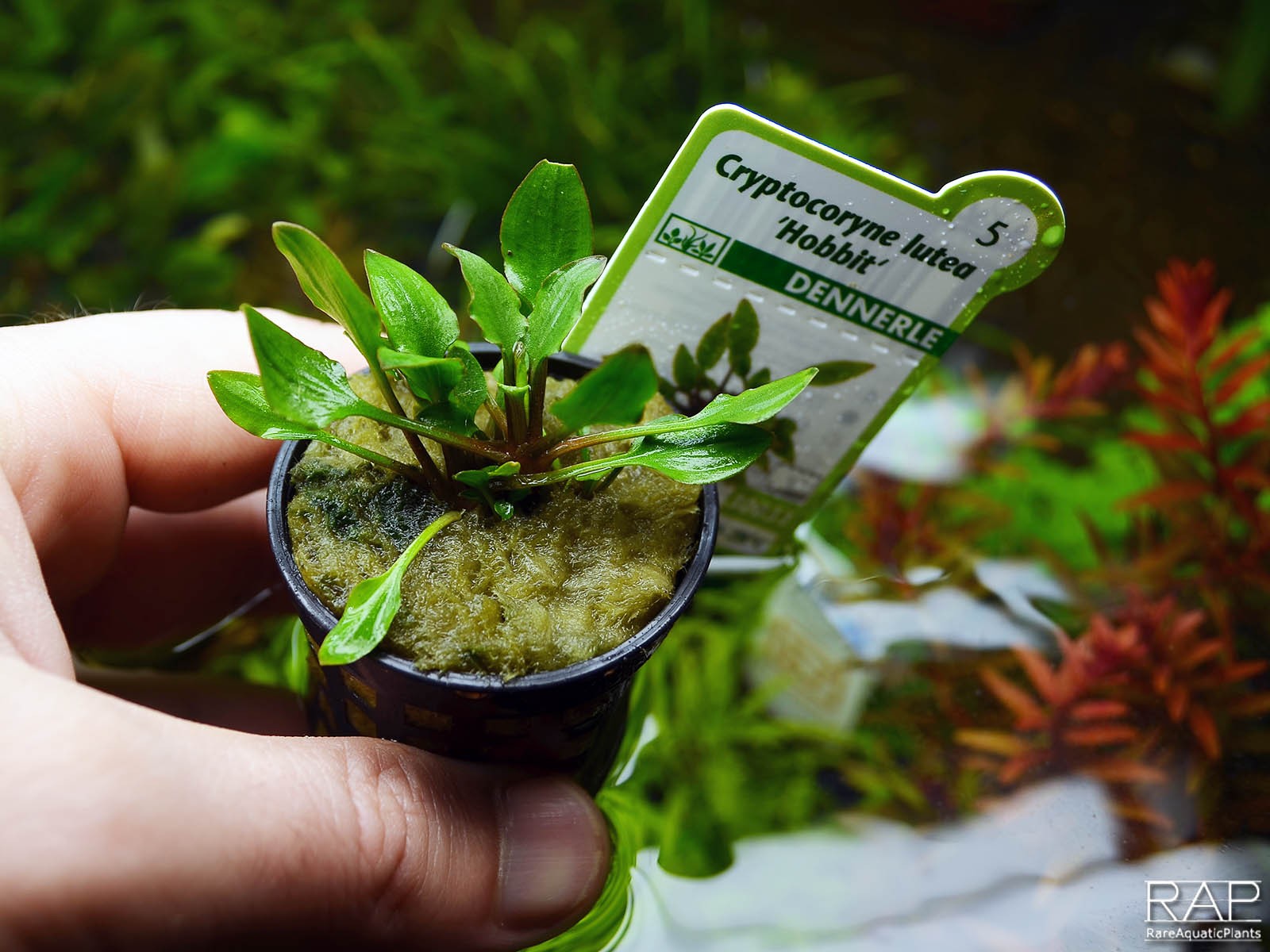 Hortilab Cryptocoryne lutea Hobbit invitro - E-SHOP